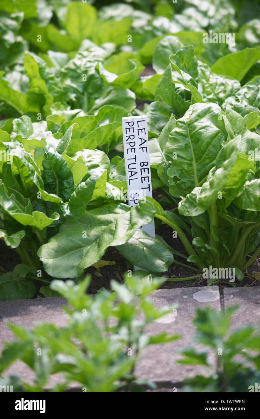 Leaf Beet or Spinach Beet, Seakale Beet, Wild Spinach Heritage variety