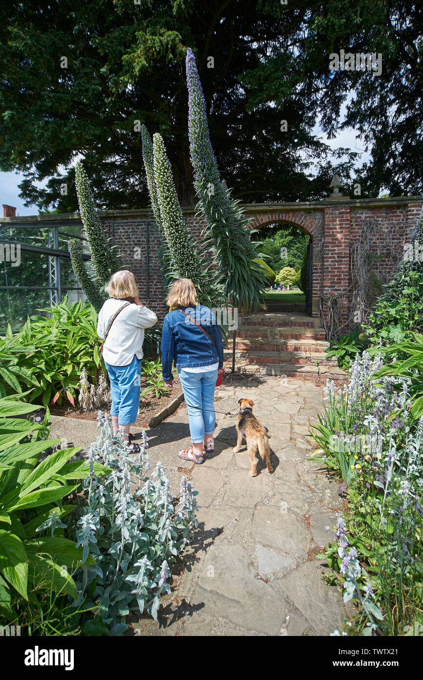 People admiring the huge flower spikes of the genus Echium (Blue Tower) in the walled garden of  Burton Agnes Hall, East Riding of Yorkshire, England, Stock Photo