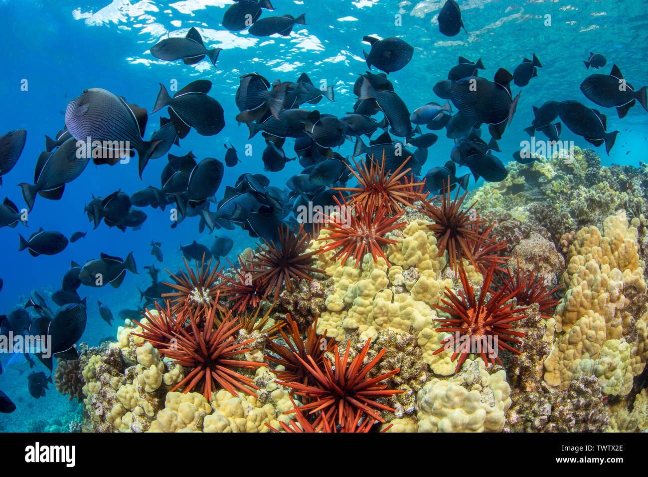 Slate pencil sea urchins, Heterocentrotus mammillatus, color the foreground of this Hawaiian reef scene with black triggerfish, Melichthys niger.  The Stock Photo