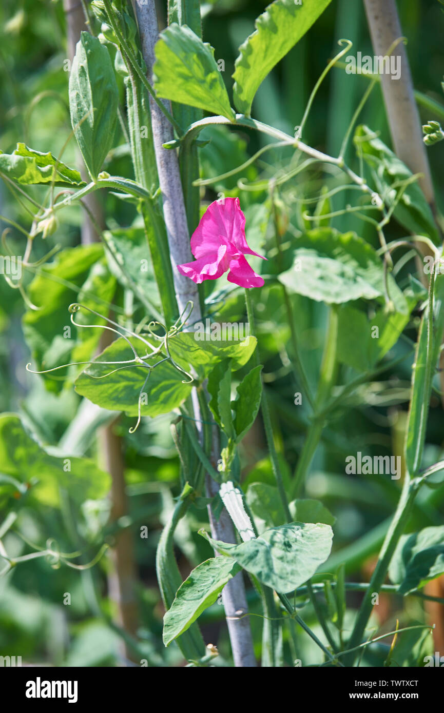 Sweet peas (Lathyrus odoratus) growing up bamboo canes in a cottage