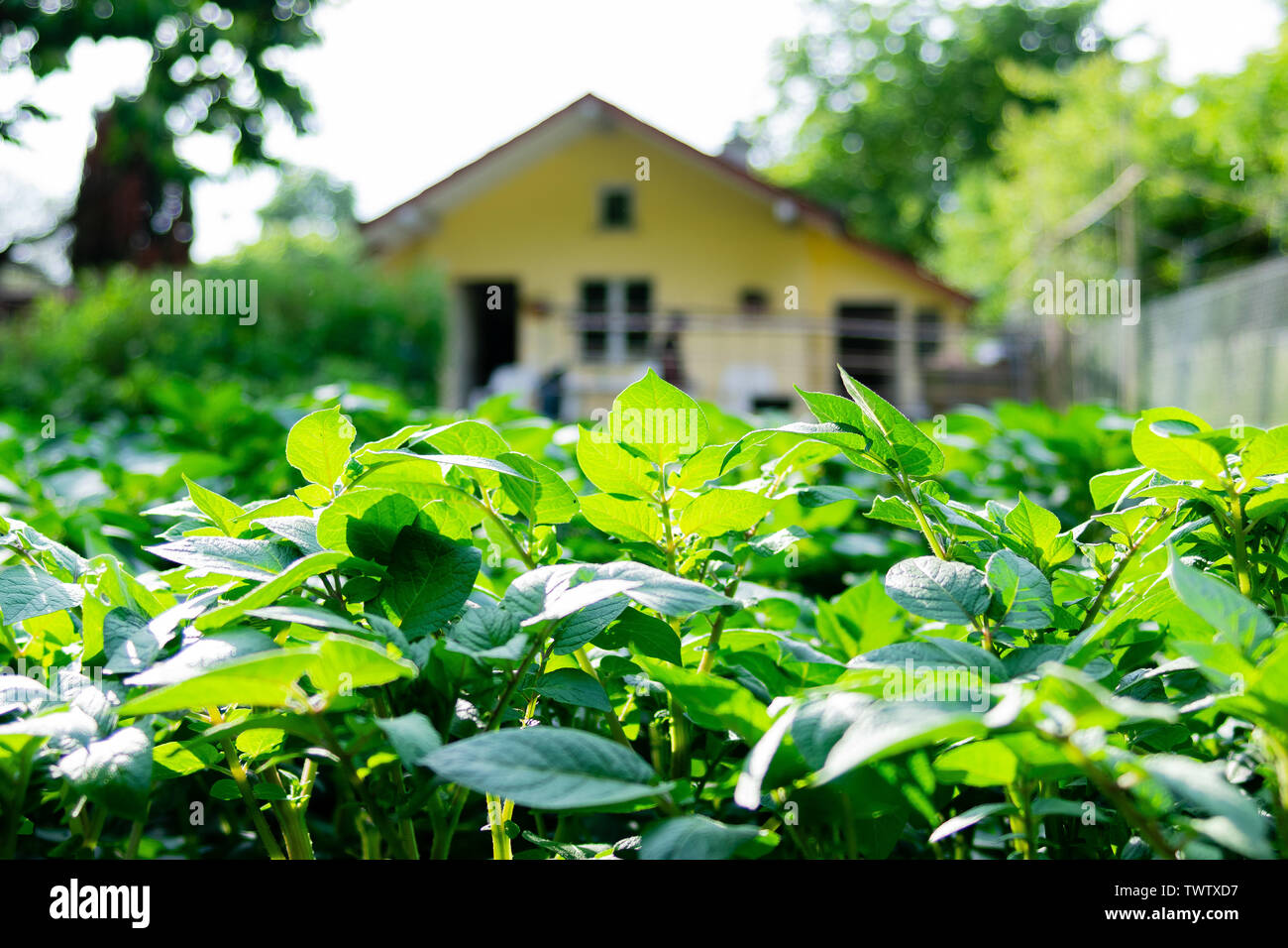 Ground level of green leafed field vegetables on sunny day, with shed in  blurry background Stock Photo - Alamy, image size:1300x956