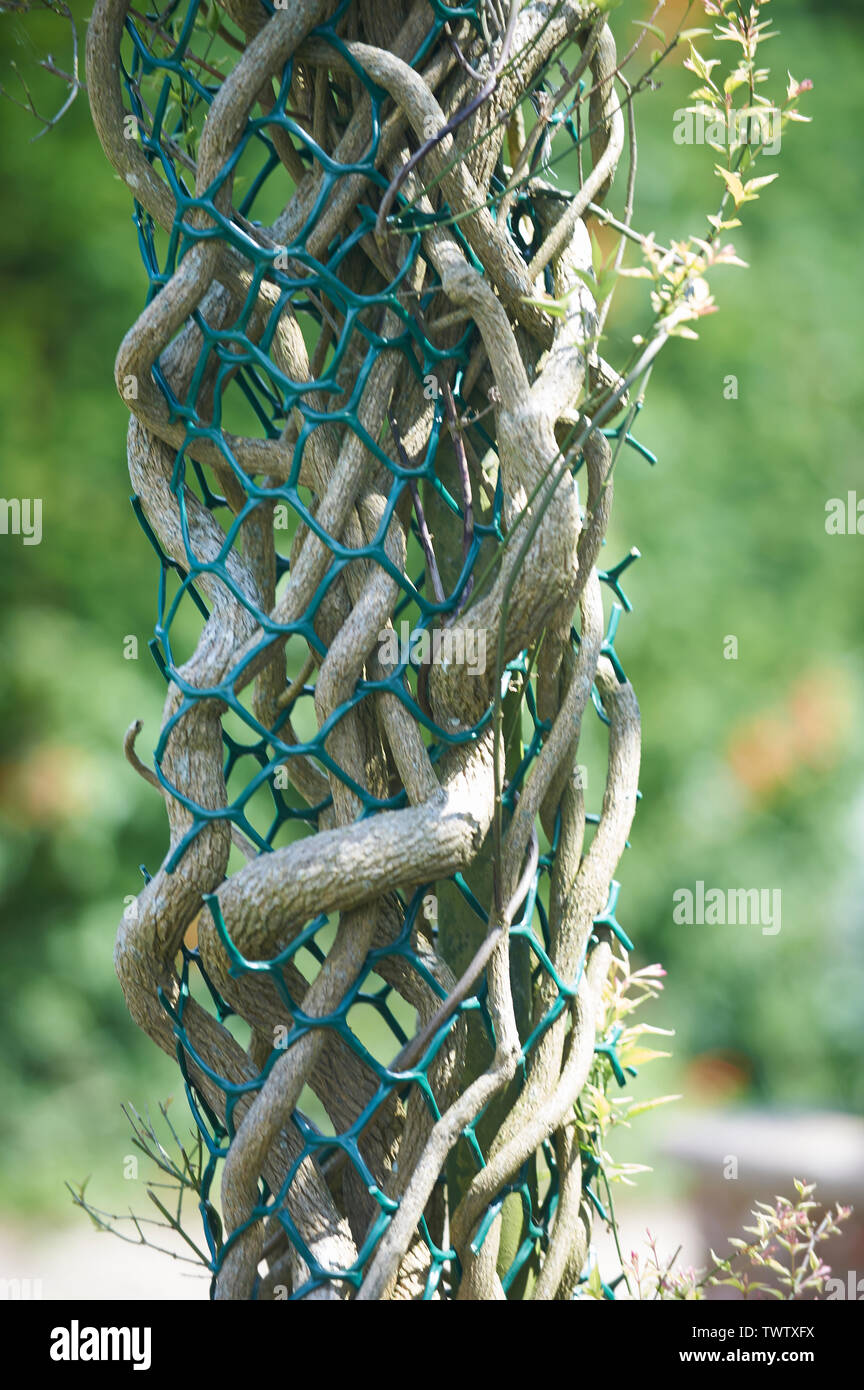 Contorted hazel hi-res stock photography and images - Alamy