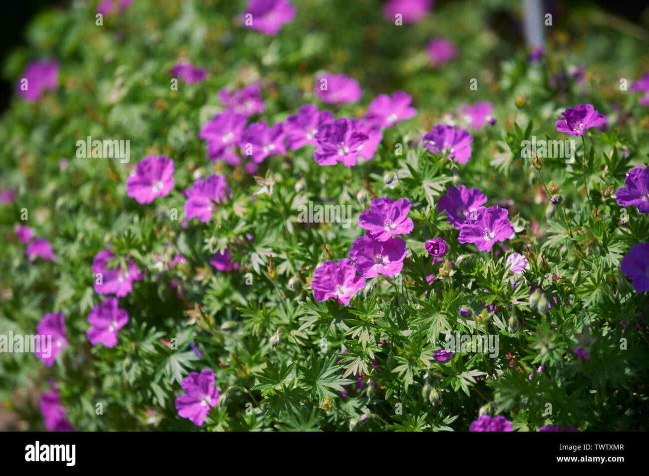 Geranium sanguineum, growing in a bright sunny spot along the low walls of a formal garden. Stock Photo