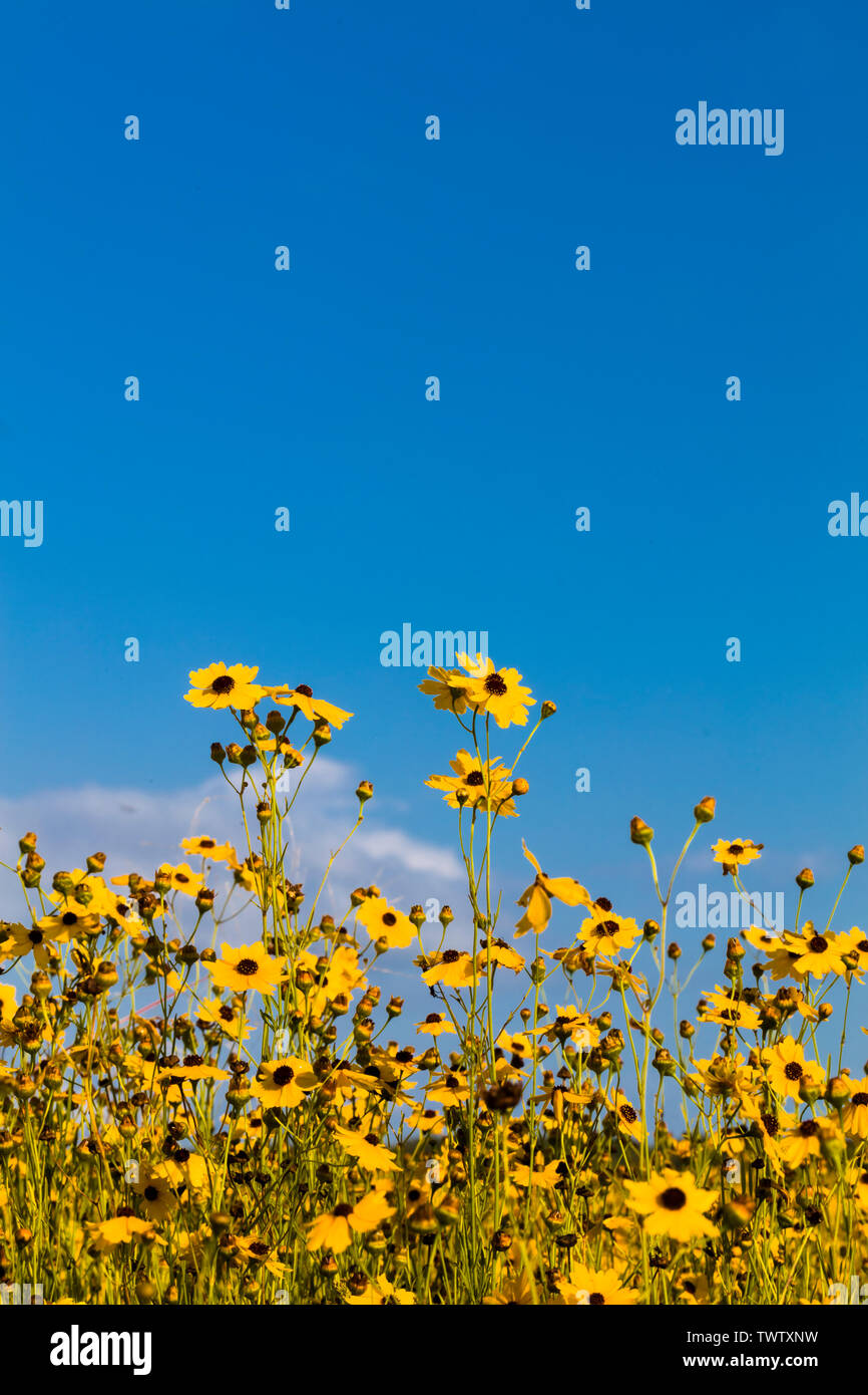 Tickseed wildflowers in Myakka River State Park, Sarasota Florida. Coreopsis, commonly known as