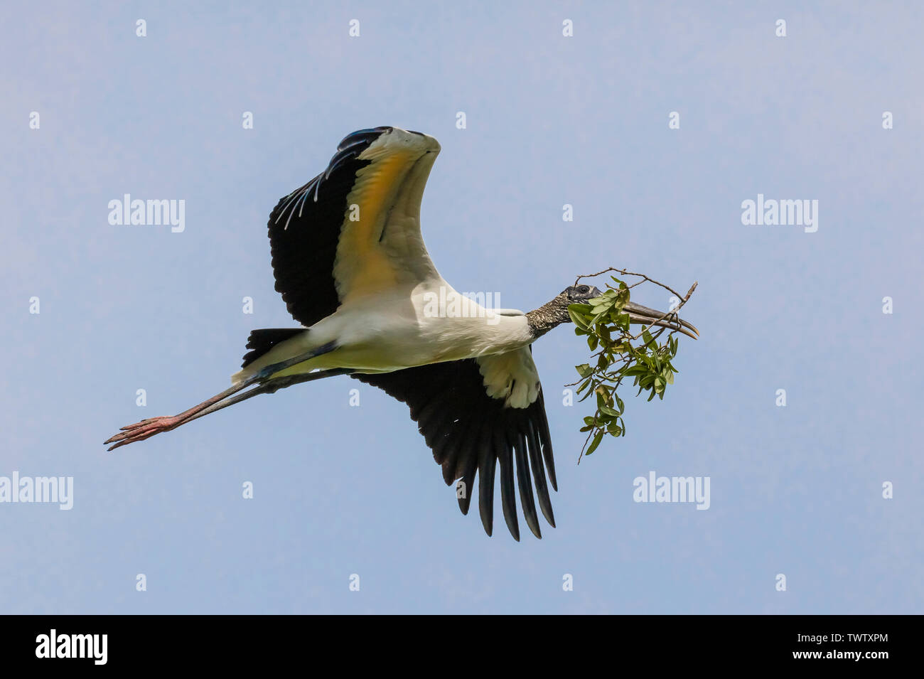An American Woodstork flying overhead carry twig nesting material Stock Photo