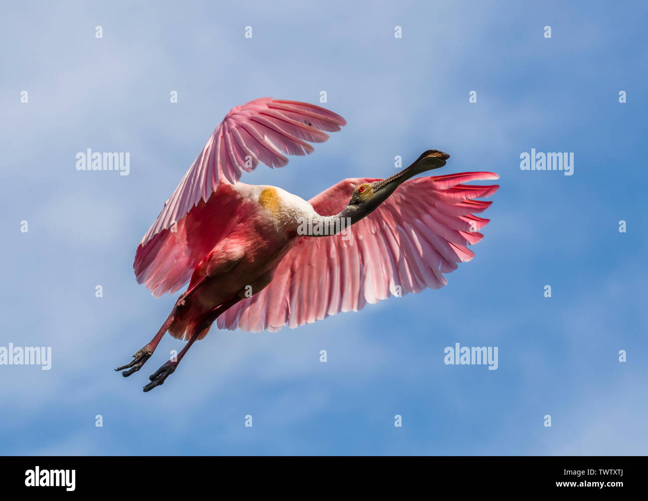 Pink Roseate Spoonbill flying overhead in a blue sky Stock Photo