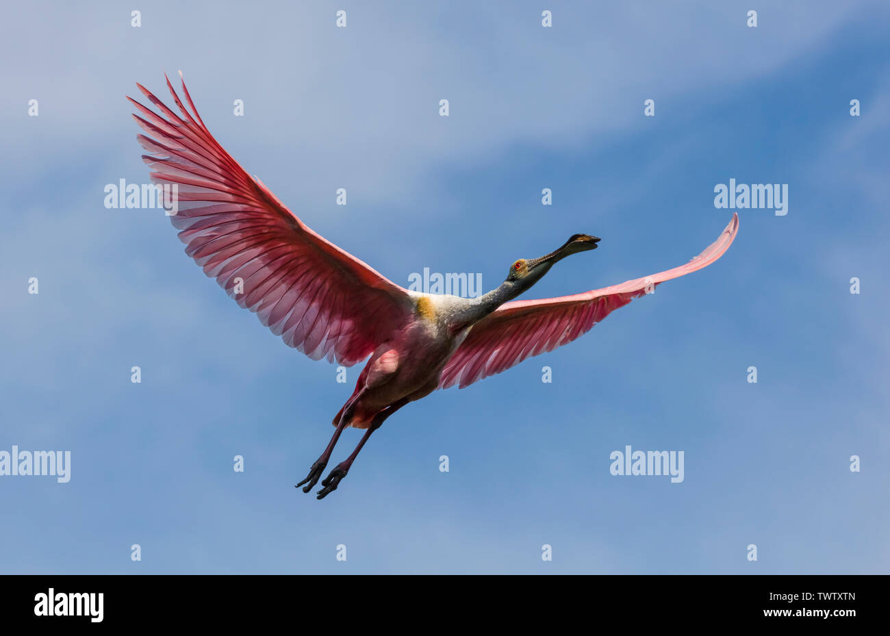Pink Roseate Spoonbill flying overhead in a blue sky Stock Photo