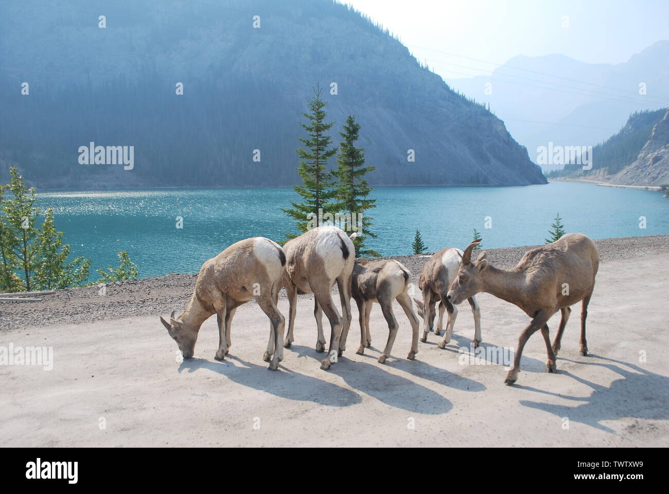 Big horn sheep lick salt from a mountain road Stock Photo