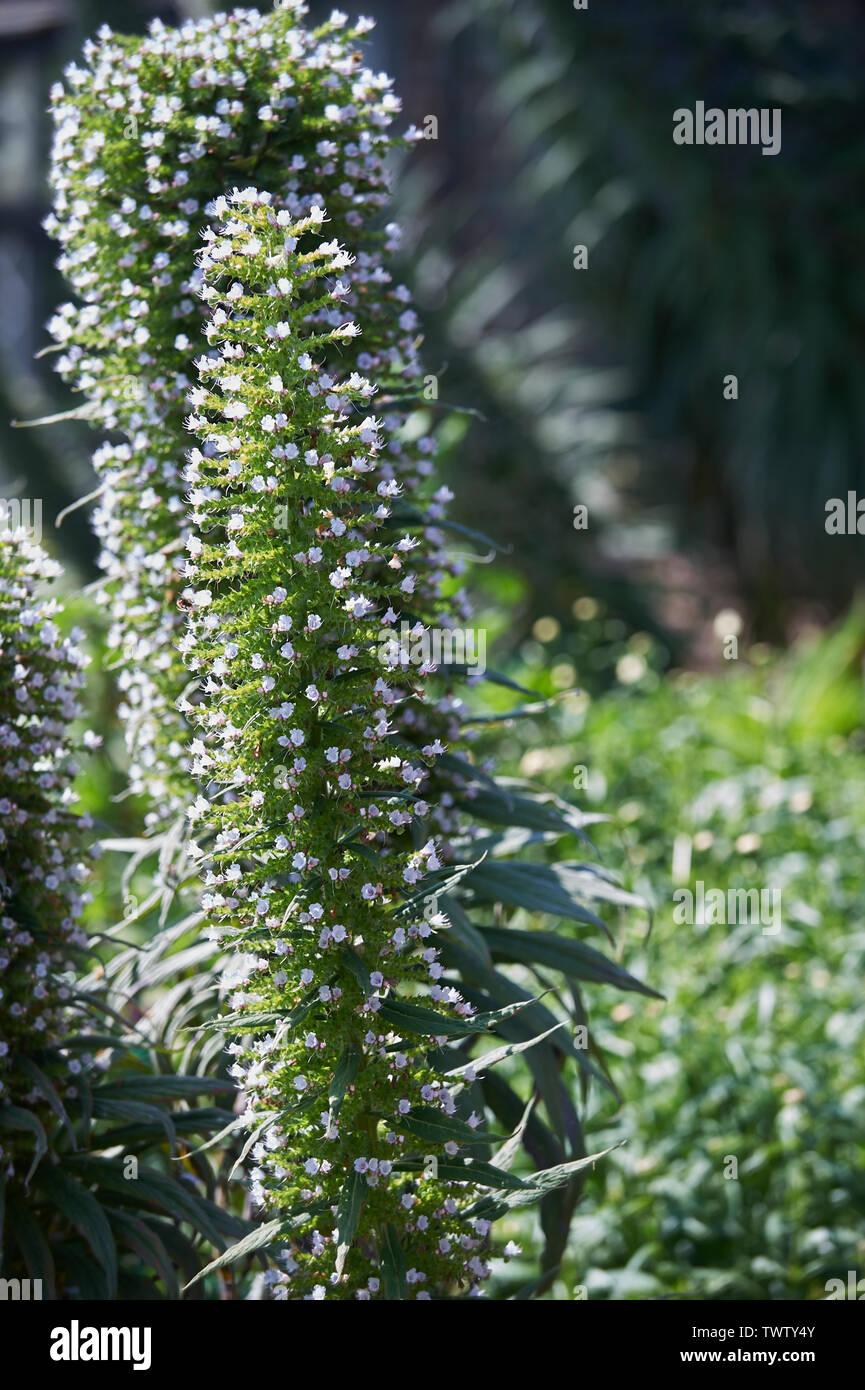 Echium pininana also known as giant viper's bugloss  Blue Steeple (Tower of Jewels) growing and flowering in a waled garden durring the summer months Stock Photo