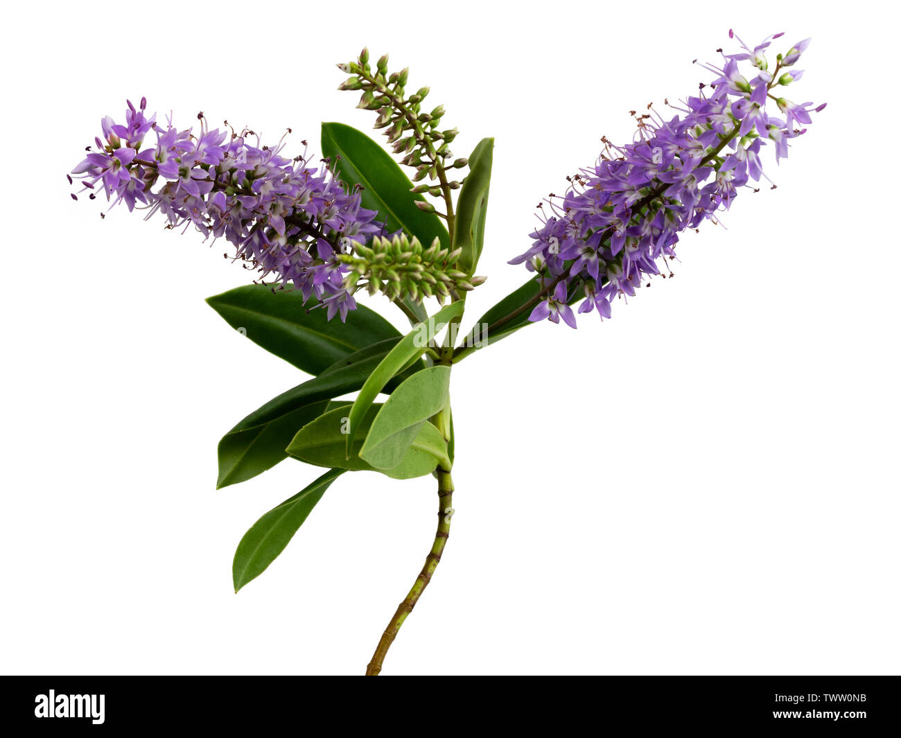 Violet flowers and evergreen foliage of the hardy shrub Hebe 'Midsummer Beauty' on a white background Stock Photo