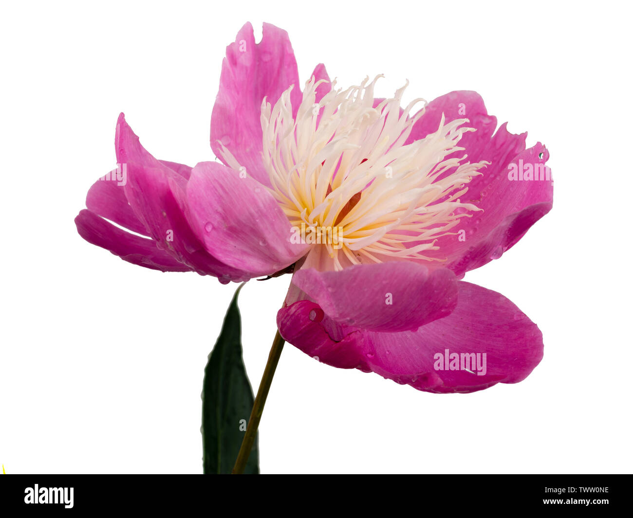 White centred pink peony, Paeonia 'Bowl of Beauty' flower on a white background Stock Photo