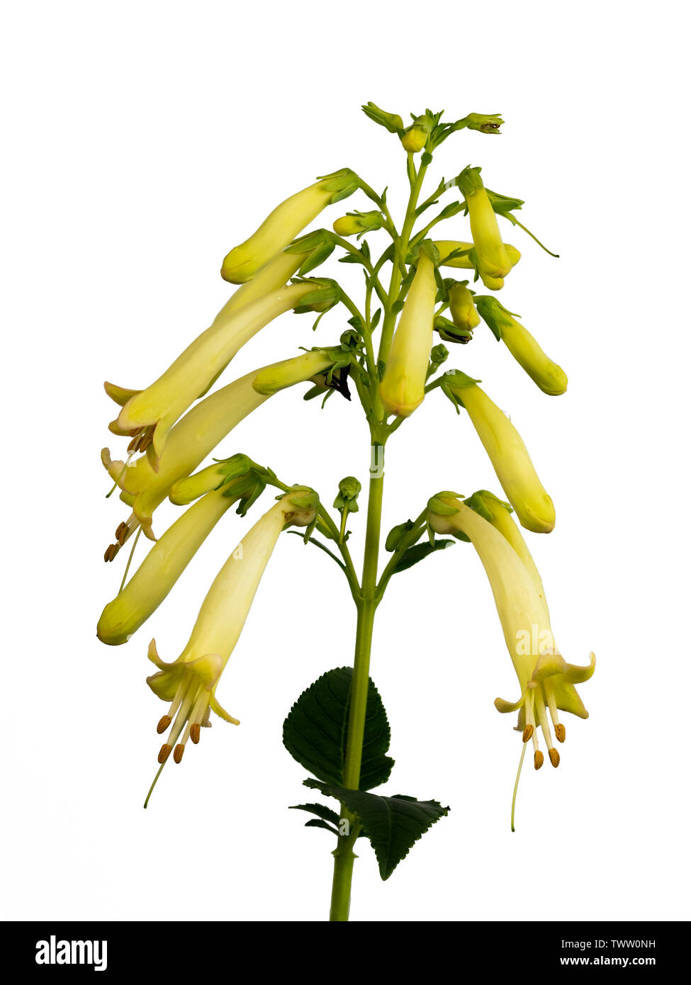 Pendant yellow tubular flowers of the hardy South African shrub, Phygelius aequalis 'Yellow Trumpet', on a white background Stock Photo