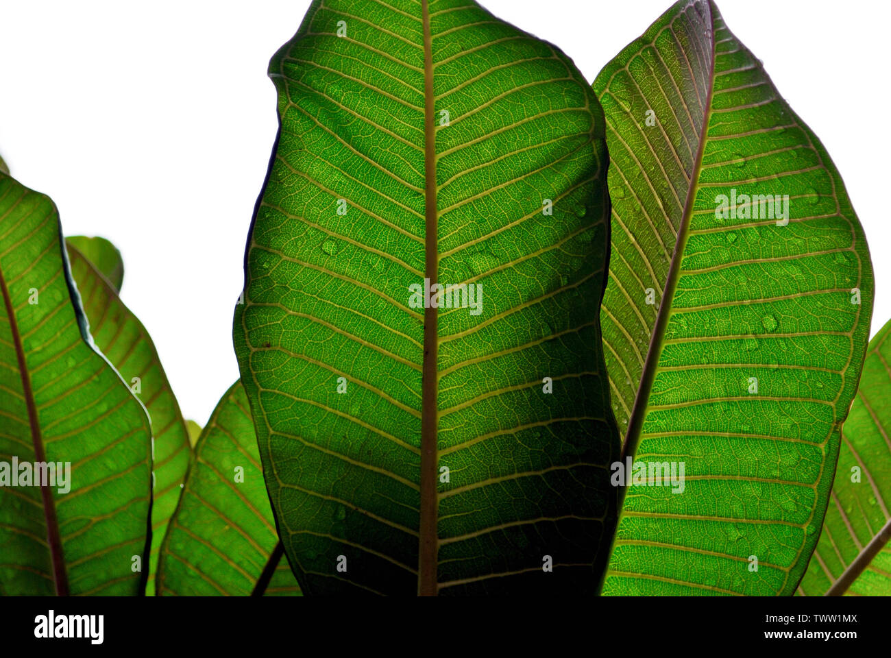 Plumeria leaves hires stock photography and images Alamy