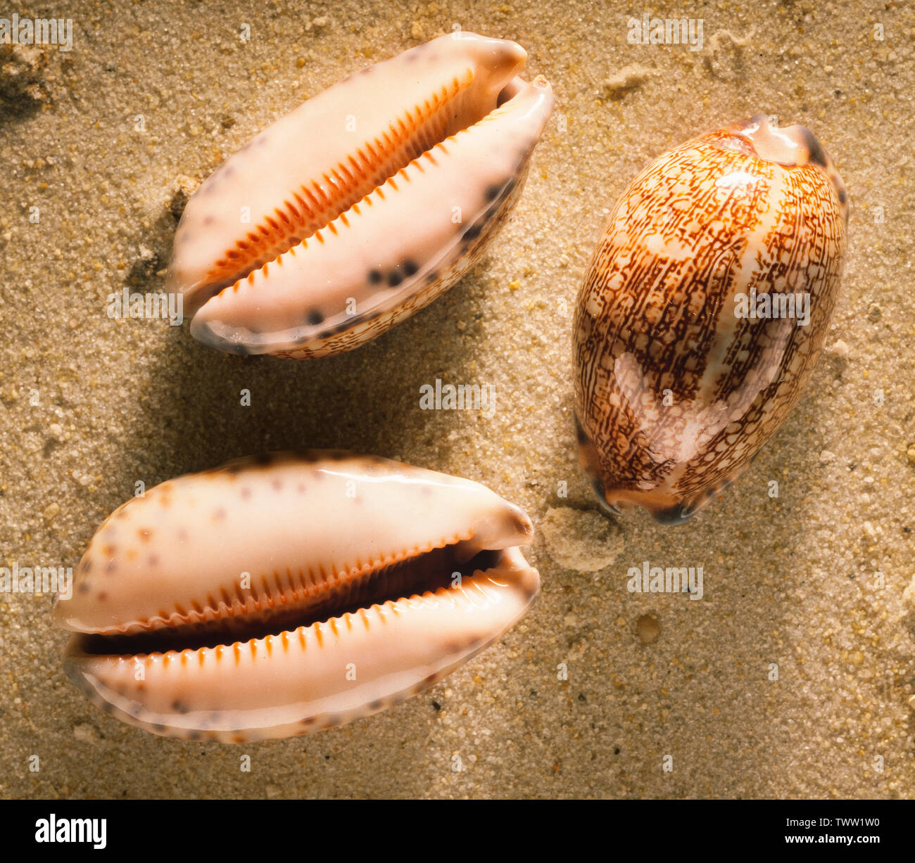Cowrie shells, Cypraea arabica. Stock Photo