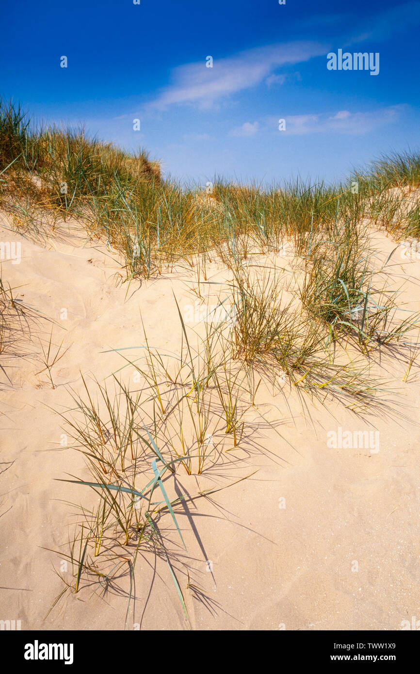 Marram grass, Ammophila, sand dunes, Ainsdale National Nature Reserve, UK Stock Photo