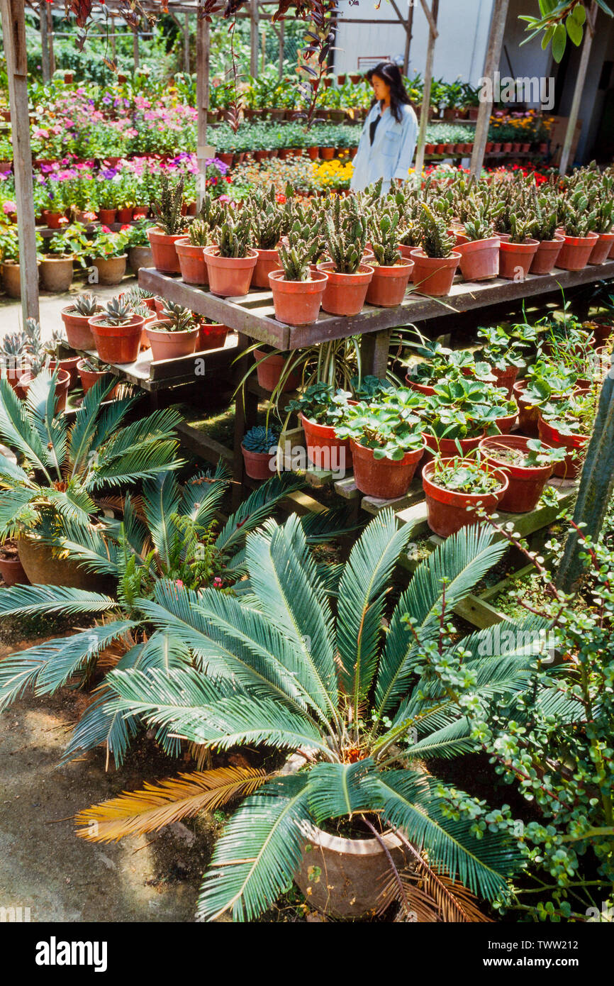 Garden Centre Plant Nursery Malaysia Stock Photo Alamy