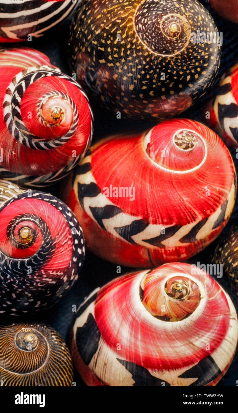 Gastropod shells, Neritina sp. Colourful pattern diversity in a single species Stock Photo