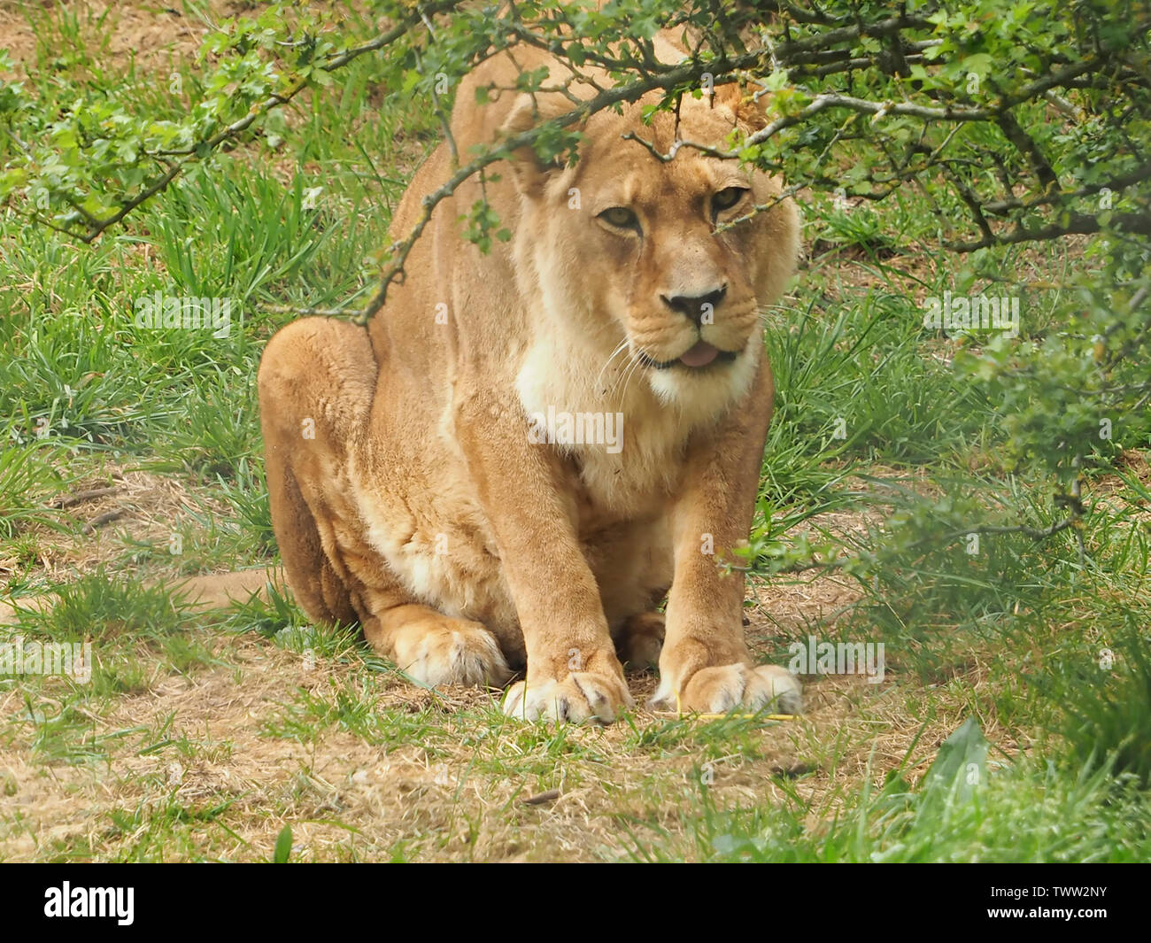 Lioness ready pounce hi-res stock photography and images - Alamy