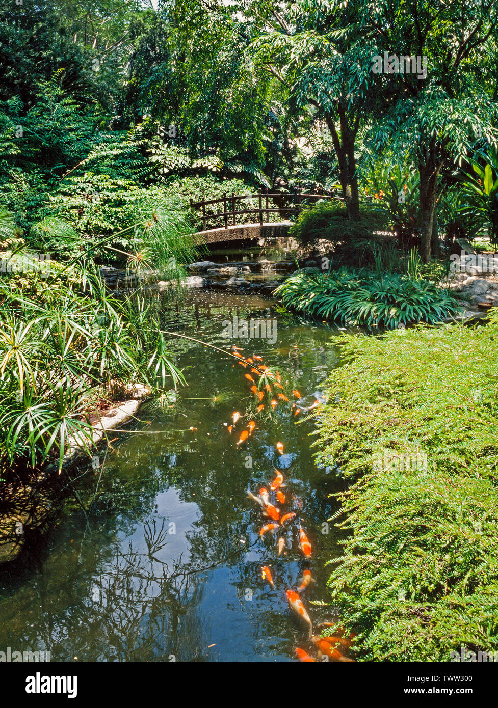Oriental water garden, stream with Koi fish, Chinese bridge Stock Photo