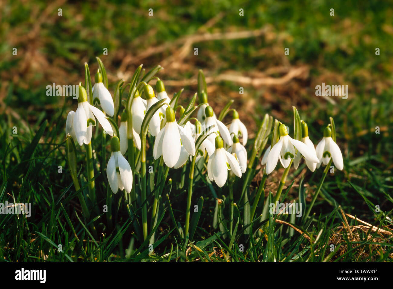 Snowdrop or common snowdrop, Galanthus nivalis Stock Photo