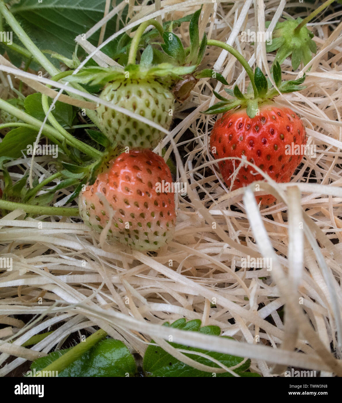 Strawberry "Cambridge Favourite" growing on a bed of straw.Strawberries on straw Stock Photo Alamy