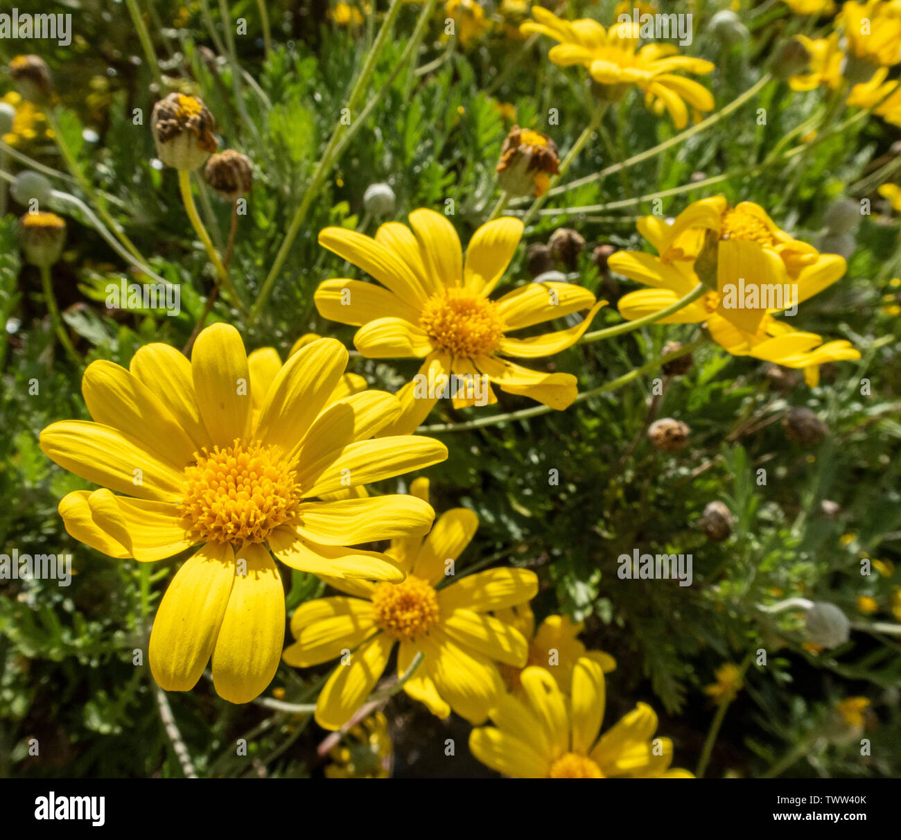 Euryops pectinatus, African daisy,flowering in winter, Devon, UK Stock Photo