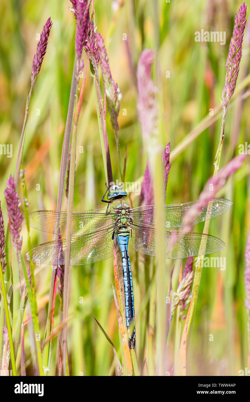 Dragonfly in spring hi-res stock photography and images - Alamy