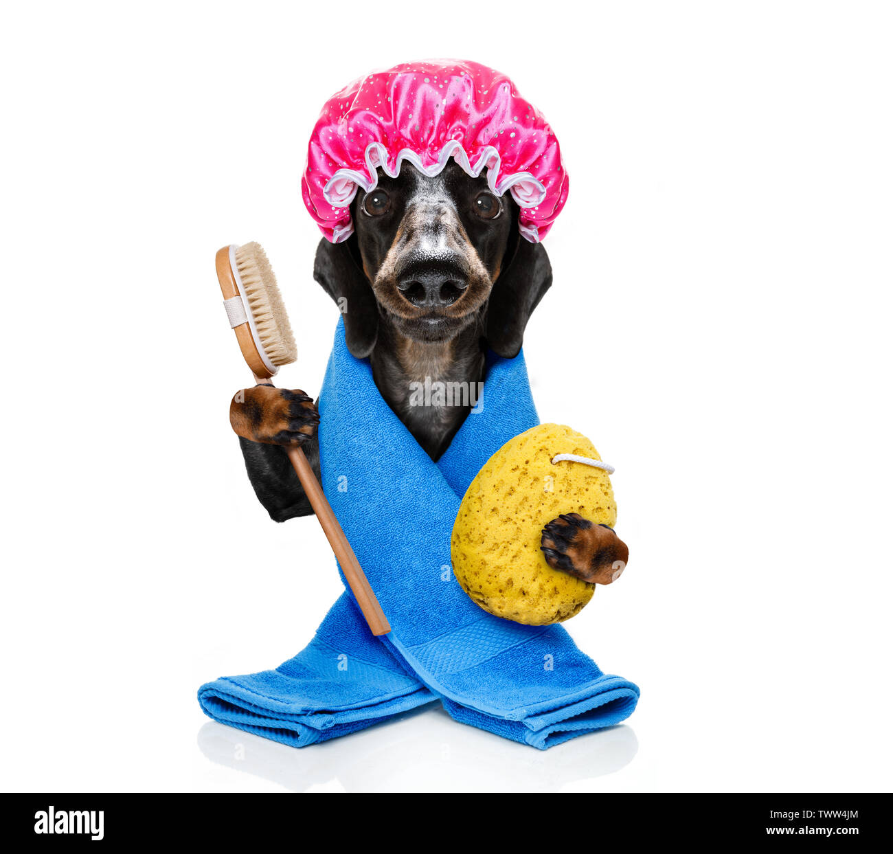 sausage dachshund dog in a bathtub under shower not so amused about