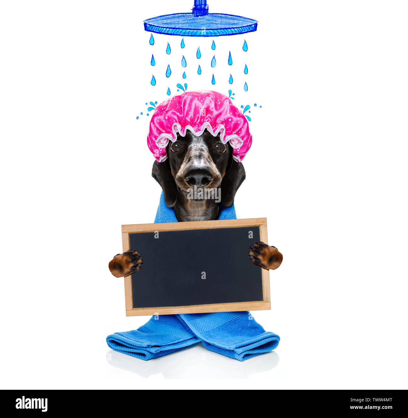 sausage dachshund dog in a bathtub under shower not so amused about