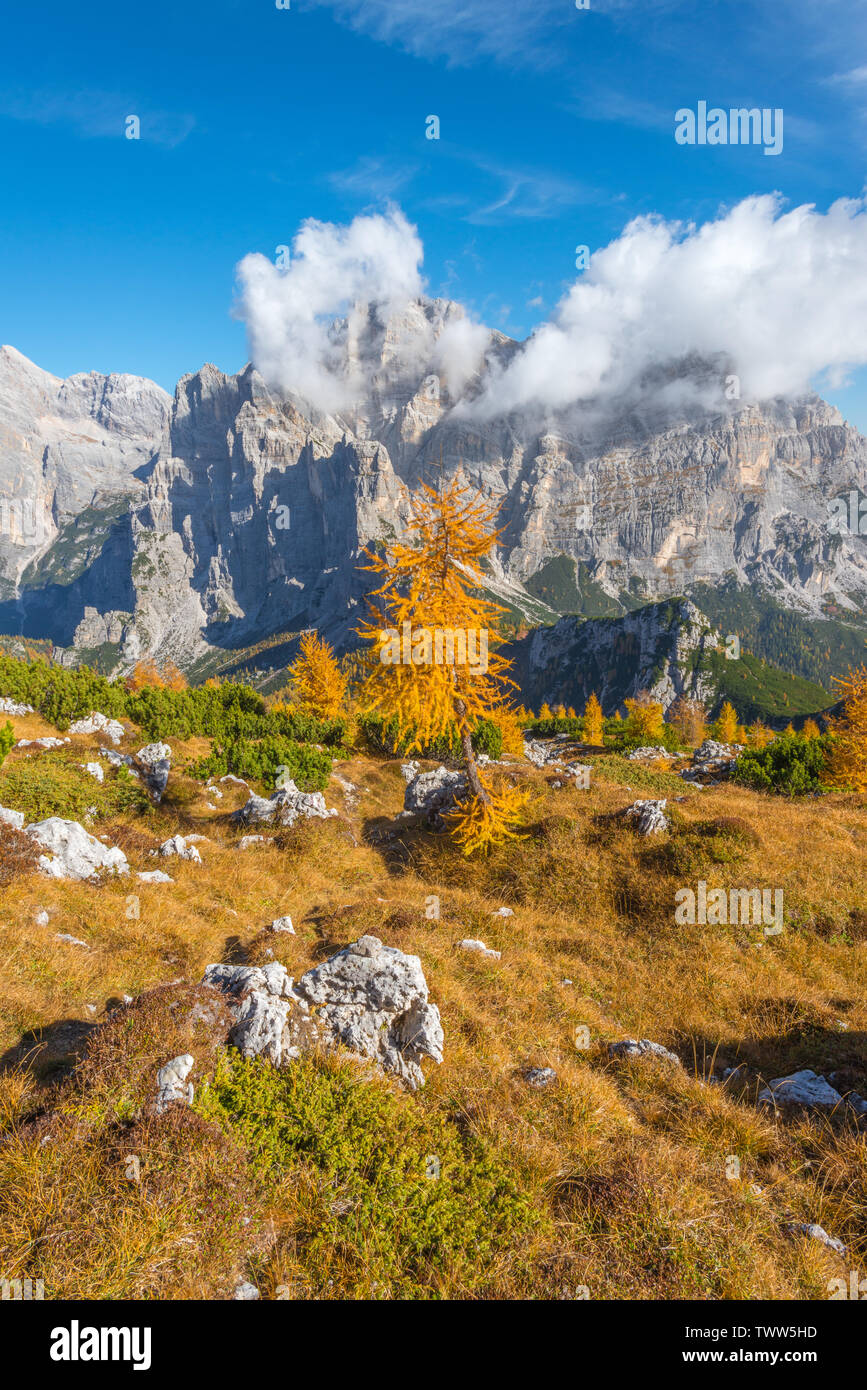 Yellow larch trees in evergreen forest with views of Mount Moiazza, Italian Alps. Summit view of valley and forest in fall colours. Foliage in Italy. Stock Photo