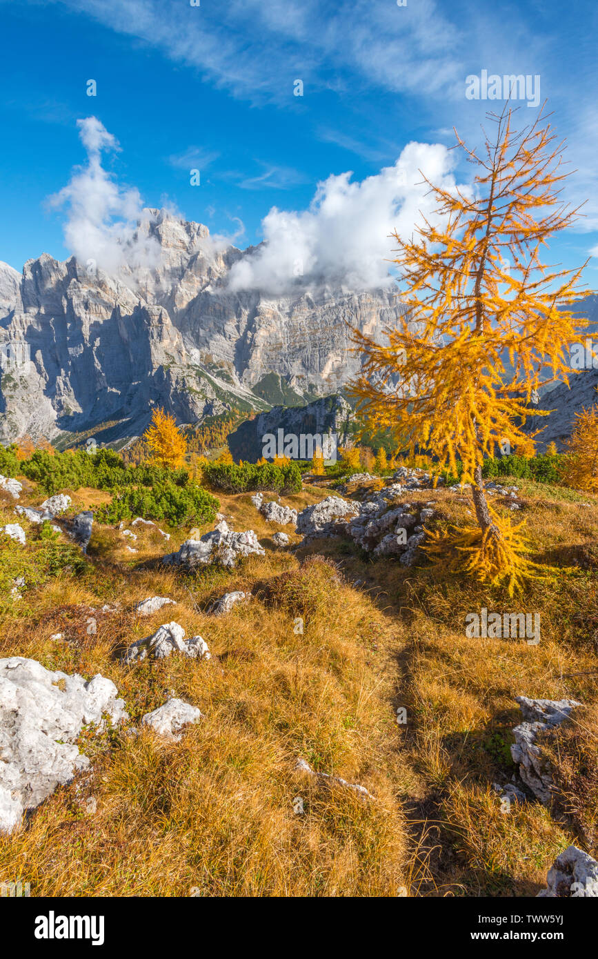 Yellow larch trees in evergreen forest with views of Mount Moiazza, Italian Alps. Summit view of valley and forest in fall colours. Foliage in Italy. Stock Photo