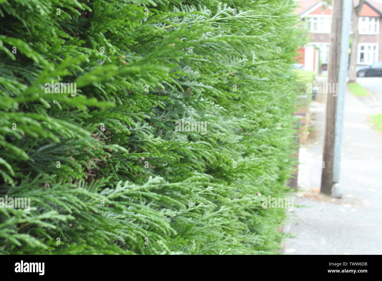 Close up of a leylandii bush on a street on a cloudy day Stock Photo