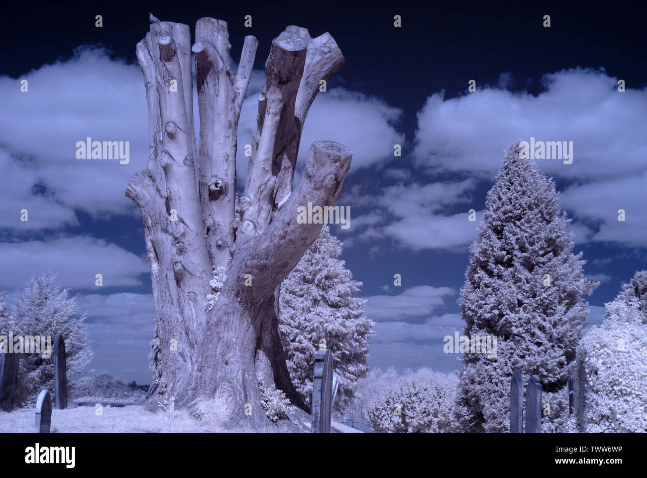 Infrared image of trees in churchyard Stock Photo