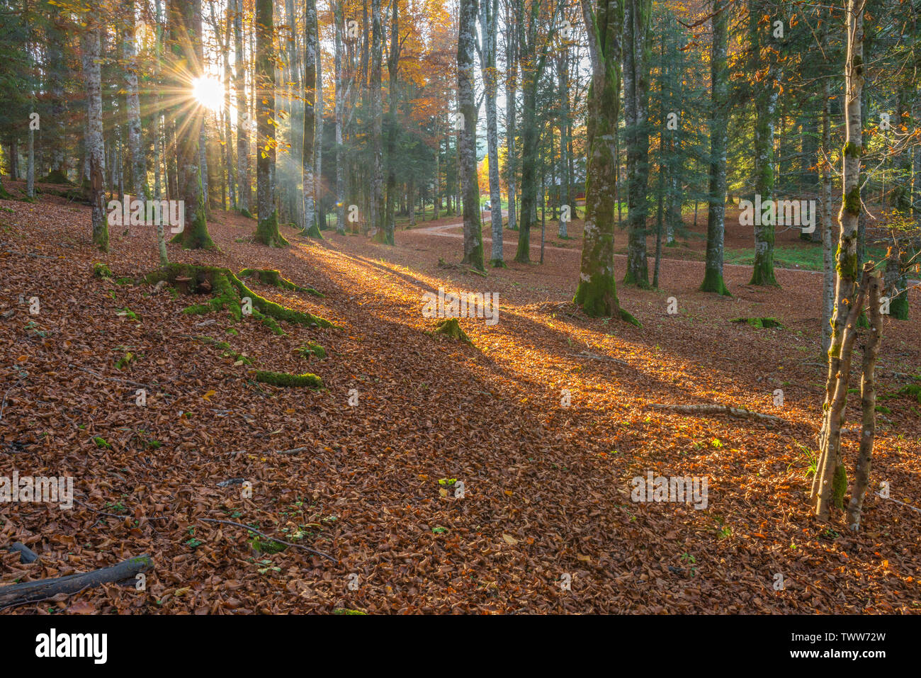 Sun setting through the trees in a beech forest in Cansiglio, Italy. October foliage, dead leaves carpet, mossy white bark trees. Tree shadows. Stock Photo