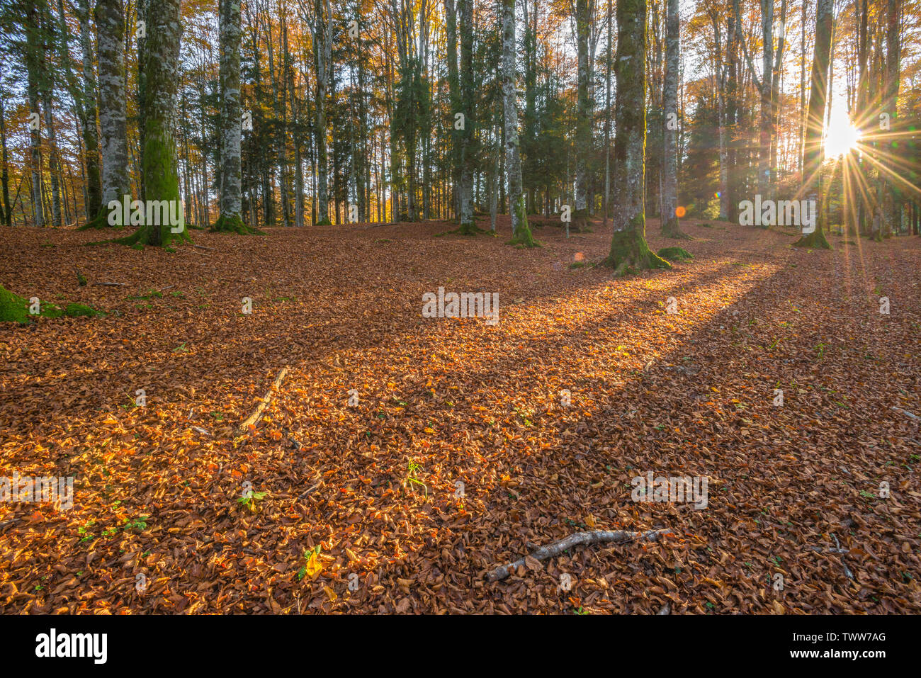 Sun setting through the trees in a beech forest in Cansiglio, Italy. October foliage, dead leaves carpet, mossy white bark trees. Tree shadows. Stock Photo