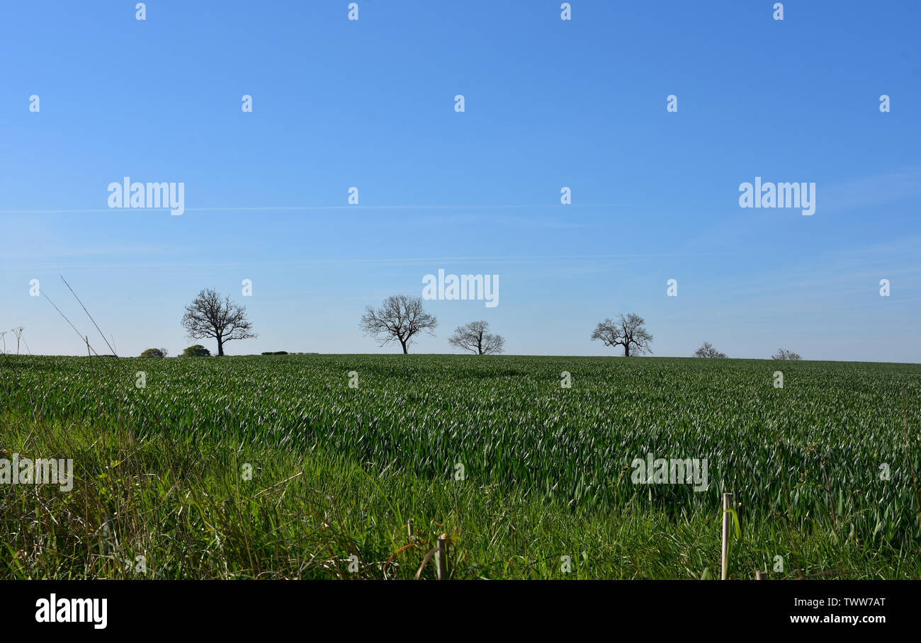 Occasional trees dotting the landscape between large green fields Stock