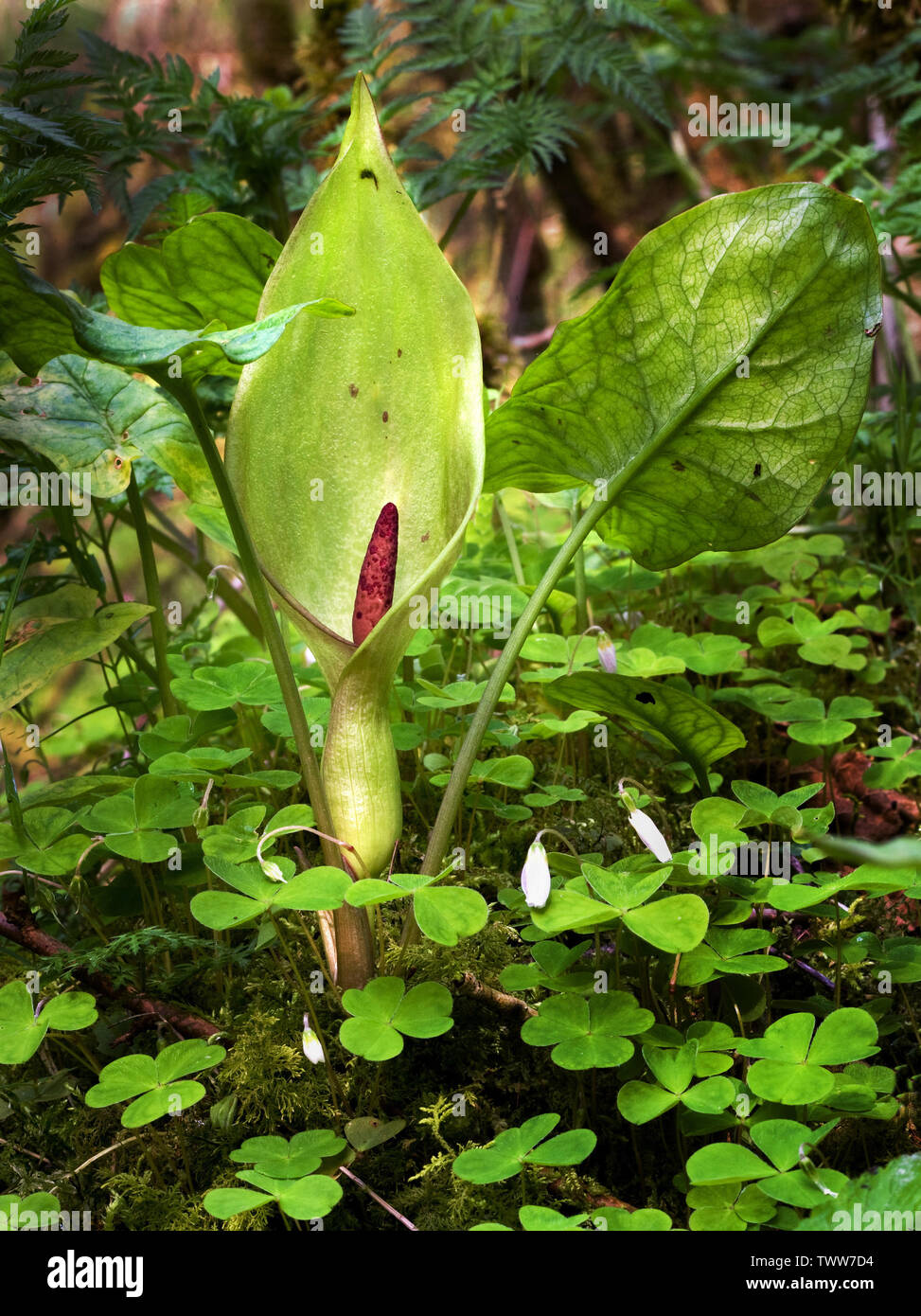 Lords and Ladies or Cuckoo Pint Arum maculatum growing amongst  wood sorrel in Derbyshire woodland UK Stock Photo