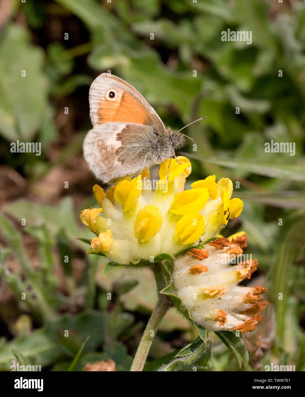 Small heath butterfly Coenonympha pamphilus feeding on kidney vetch in Somerset UK Stock Photo