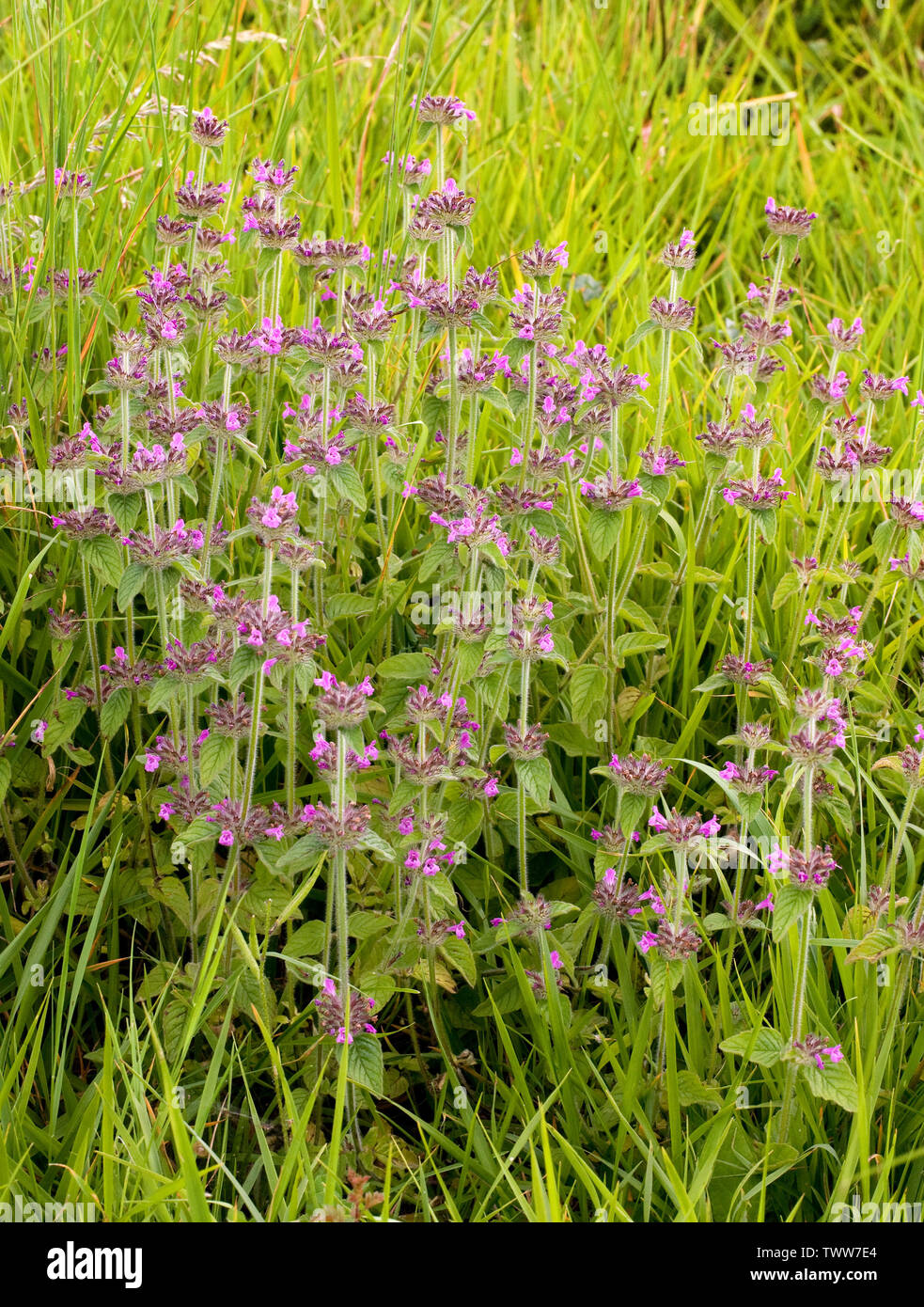 Wild Basil Clinopodium vulgare growing in open grassland at Prestbury Hill in the Cotswold hills near Cheltenham UK Stock Photo