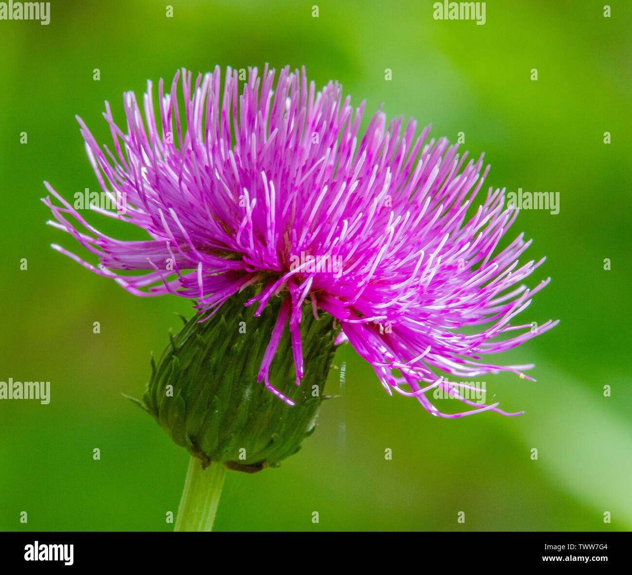 Rich source of nectar hi-res stock photography and images - Alamy