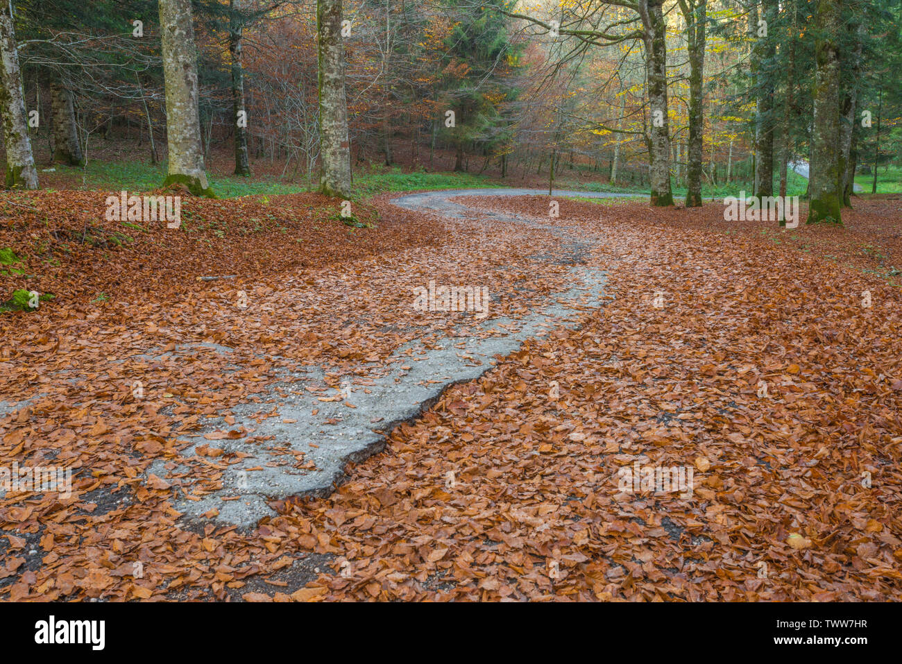 Empty small road bends through the October forest in Pian del Cansiglio, Italy. Autumn foliage with dead leaves carpeting the forest floor. Stock Photo