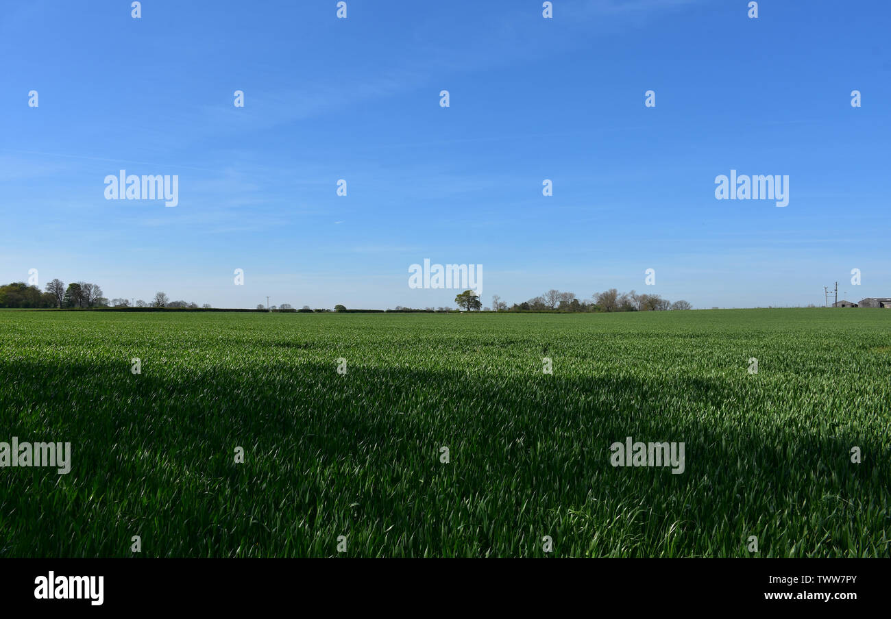 Beautiful tract of farmland and crops in Northern England Stock Photo ...