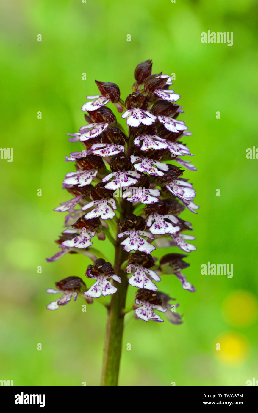 Lady Orchid Orchis purpurea Provence Stock Photo