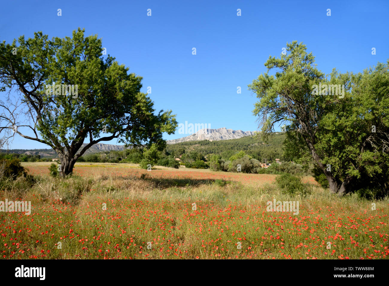 Mont Sainte-Victoire Mountain and Poppy Field at Beaurecueil near Aix-en-Provence Provence France Stock Photo