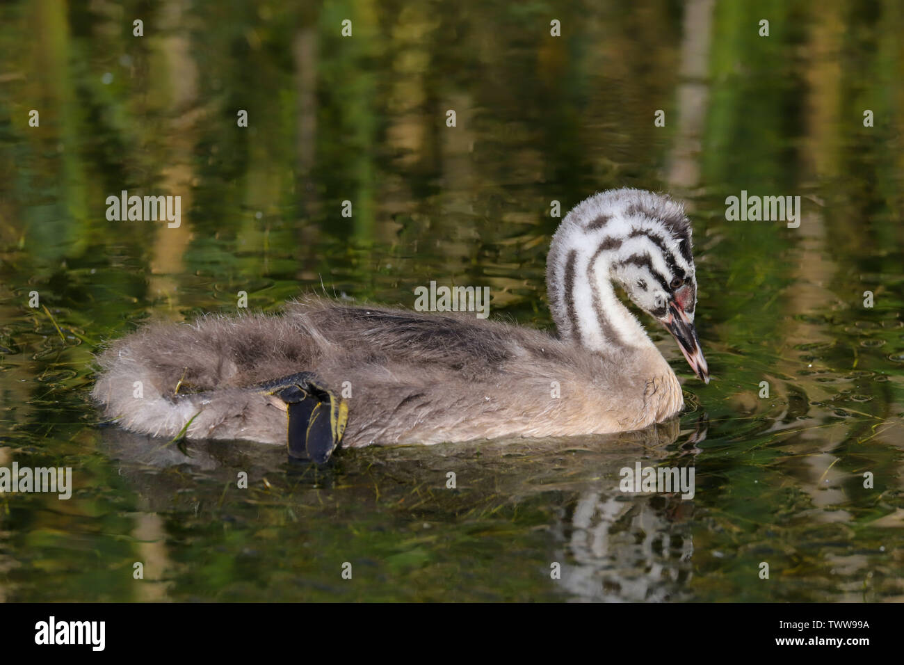 A Great Crested Grebe (Podiceps cristatus) chick swimming on a lake.  Taken at Cardiff Bay Nature Reserve, Cardiff, Wales, UK Stock Photo