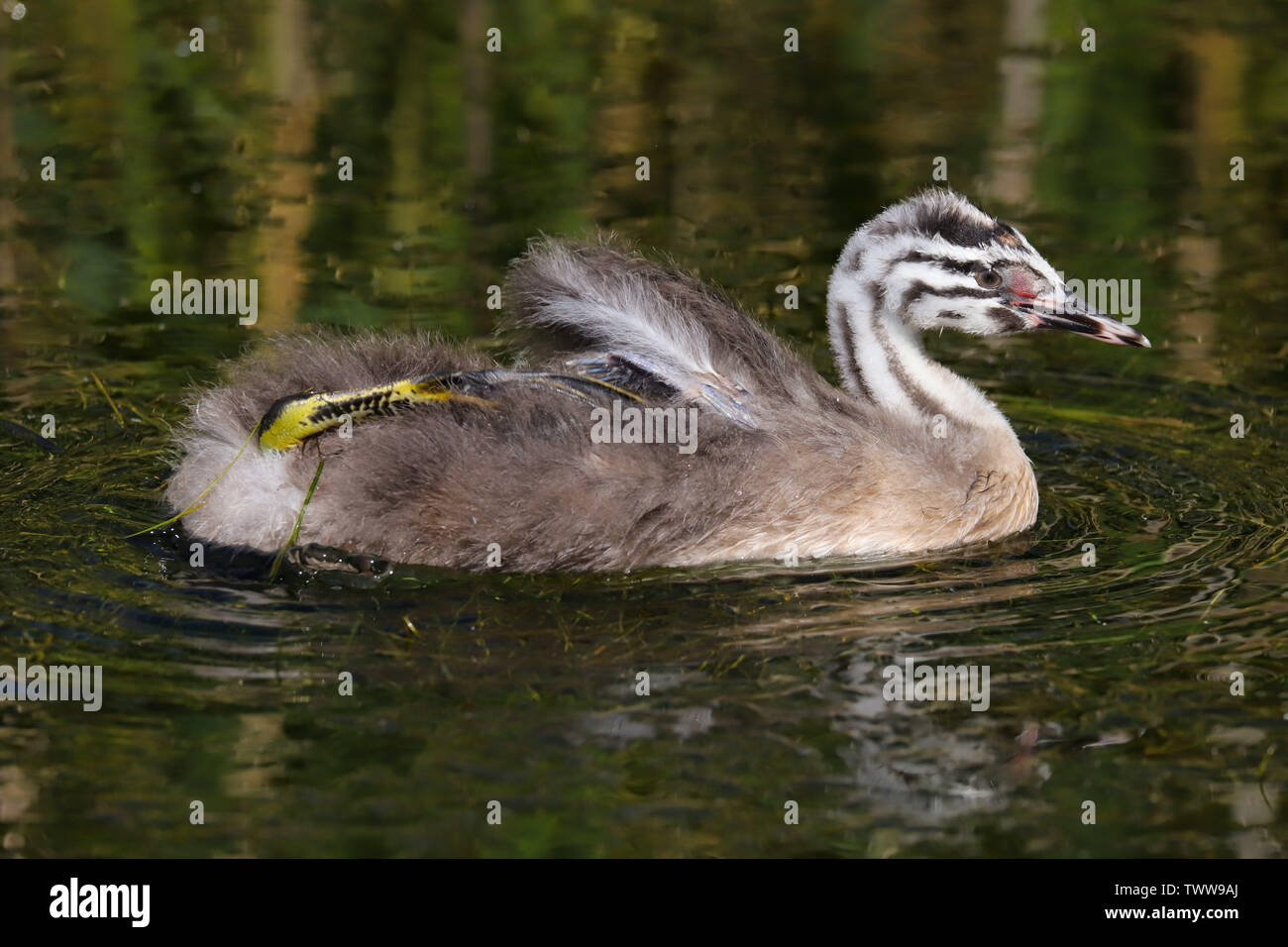 A Great Crested Grebe (Podiceps cristatus) chick swimming on a lake.  Taken at Cardiff Bay Nature Reserve, Cardiff, Wales, UK Stock Photo