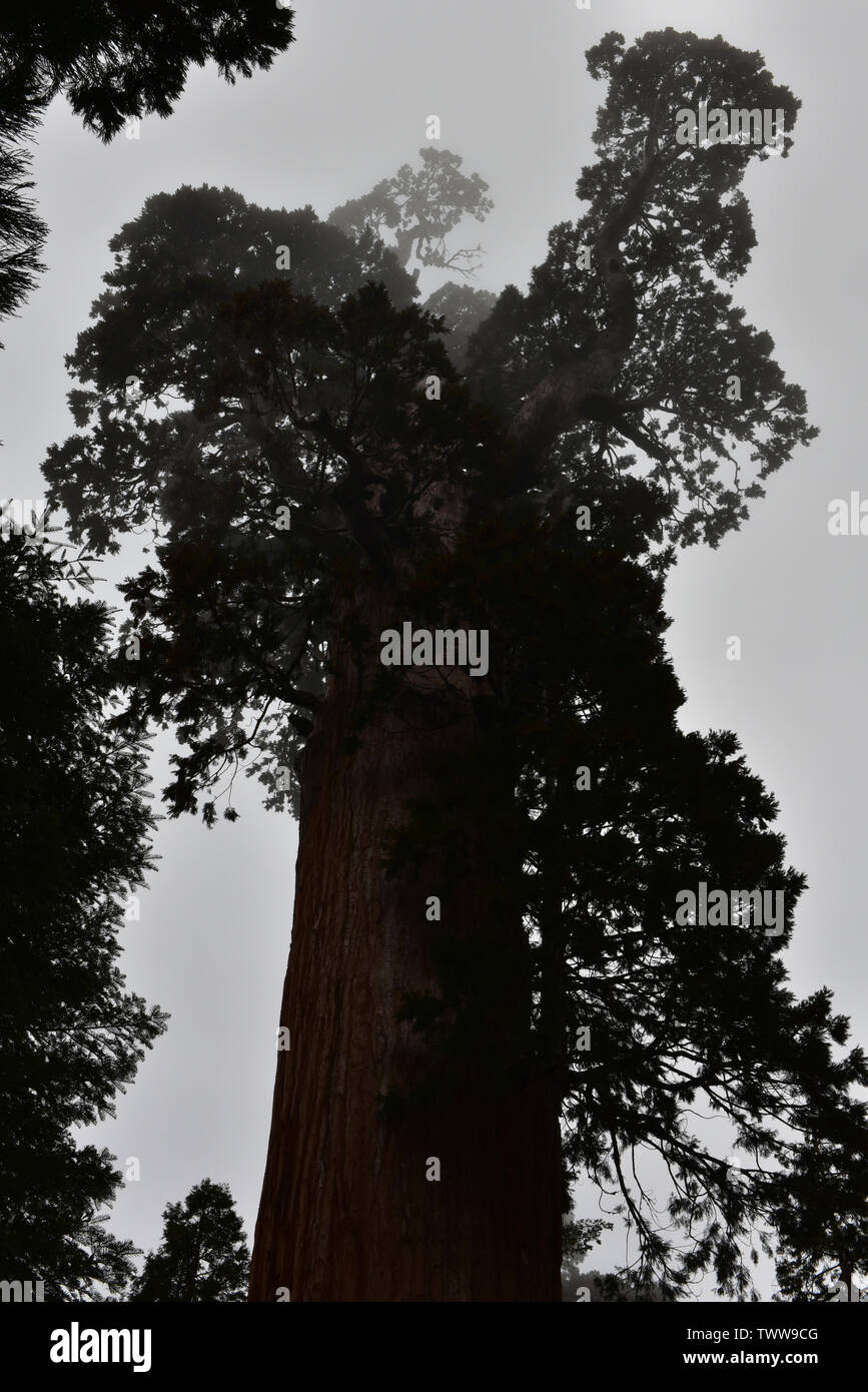 Giant Sequoia Standing Tall Stock Photo