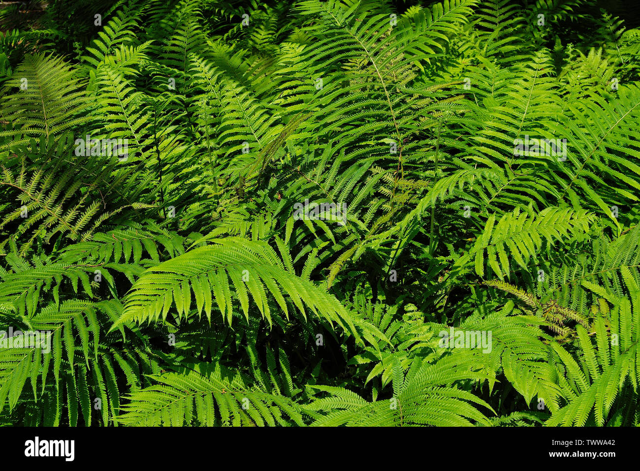 Group of ferns hi-res stock photography and images - Alamy