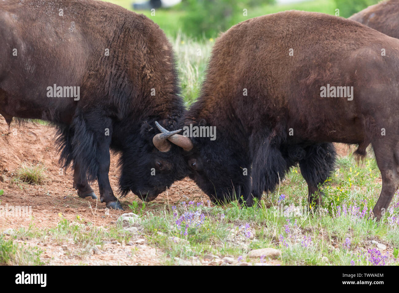Two large bison bulls locking horns in a display of strength and skill ...