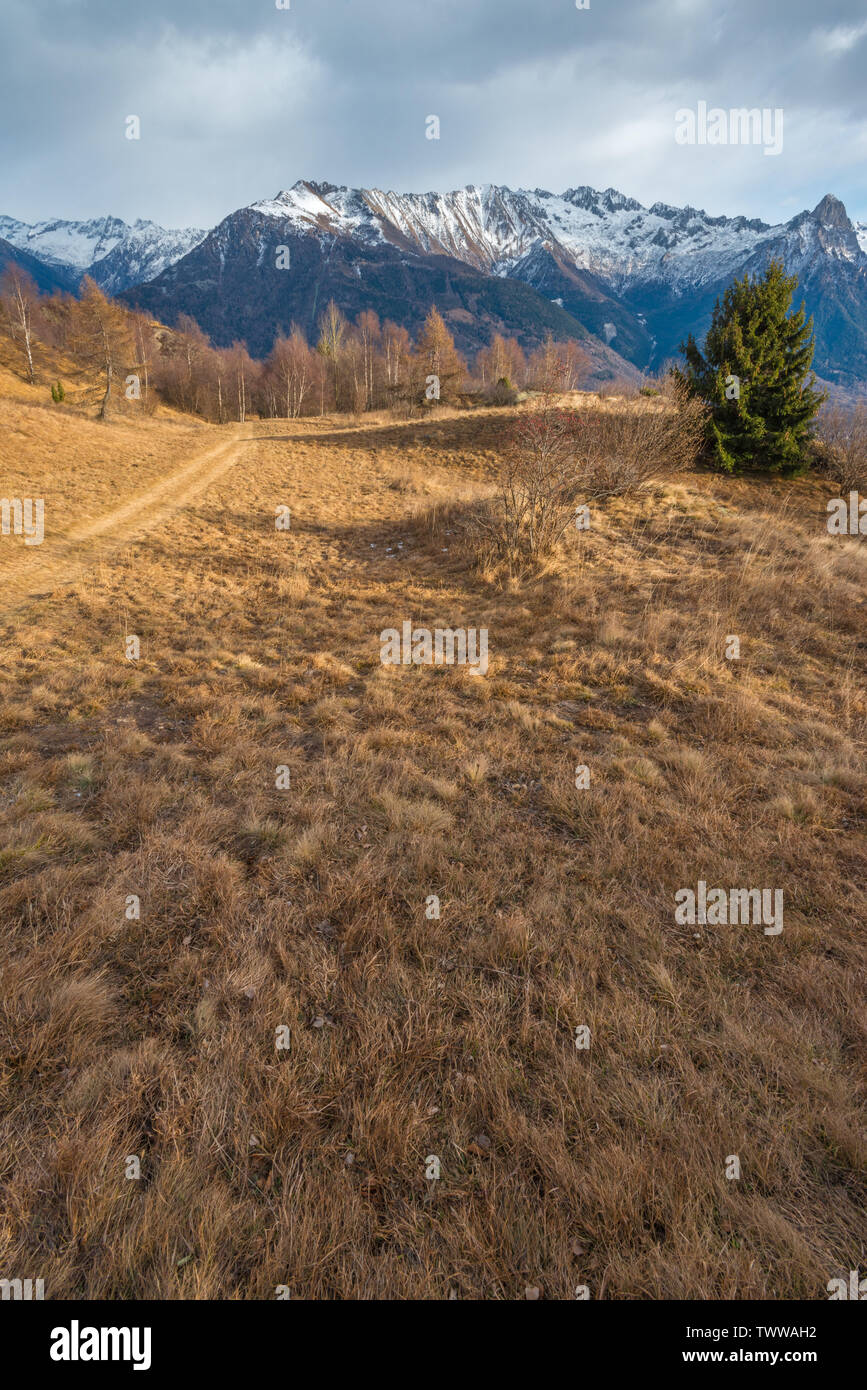 Lone evergreen tree along hiking trail in dry winter vegetation. Trekking in the Italian Alps. Snowcapped mountain range in Val Camonica, Italy. Stock Photo